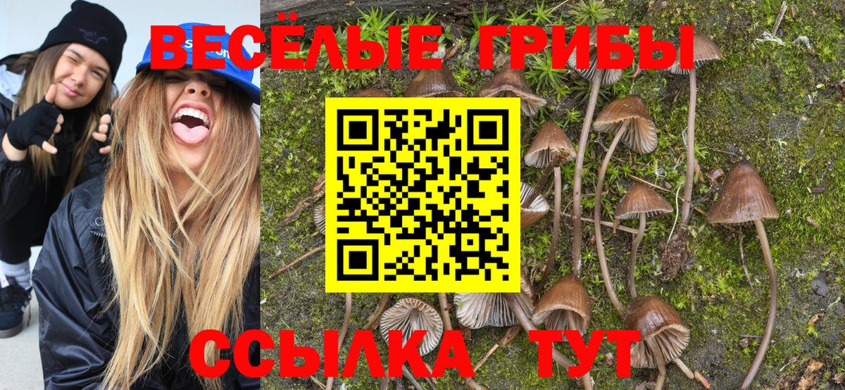 Шелехов  Галлюциногенные грибы Cubensis  Вход с VPN  Галлюциногенные грибы GOLDEN TEACHER 